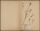 Melampyrum Arvense - Mélampyre des champs, autrement appelée blé de vache, rougeole, queue de renard, plante prélevée à Saveuse (Somme, France), dans un champ en friche, 18 juillet 1888