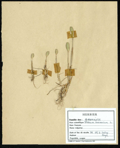Phleum arenarium, famille des Graminées, plante prélevée au Crotoy (Somme, France), près de La Maye, en juin 1969