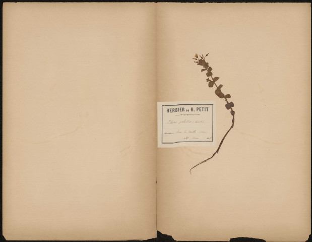 Elodes Palustris (Spach), plante prélevée à Cires-lès-Mello (Oise, France), n.c. 23 mai 1888
