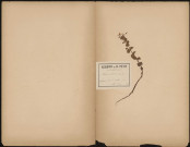 Elodes Palustris (Spach), plante prélevée à Cires-lès-Mello (Oise, France), n.c. 23 mai 1888
