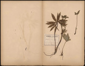 helleborus Viridis (Hélébore vert), plante prélevée à Lucheux (Somme, France), au bois de Lucheux et bois du Parc, 25 avril 1888 - 9 Mai 1889