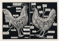 Anatomie de la poule et du coq