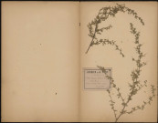 Ononis Spinosa, Arrête Boeuf, plante prélevée à La Ferté-Alais (Essonne, France), au Tertre, 20 juillet 1891