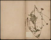 Centaurea Scabiosa, plante prélevée à [Lieu inconnu], n.c., [1889-1891]