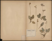 Primula Officinalis - Coucou, Primevère, plante prélevée à Ailly-sur-Somme (Somme, France), sans le bois, 15 mai 1888