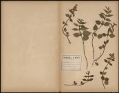 Galeobdolon Luteum - Ortie jaune, plante prélevée à Saveuse (Somme, France), dans le bois, 18 juin 1888