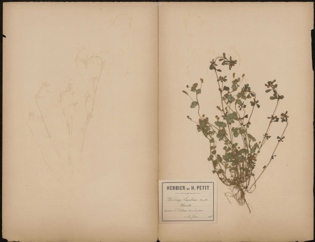 Medicago Lupulina ou Minette, plante prélevée à Athies (Somme, France), dans les prés, 18 juin 1888