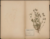 Medicago Lupulina ou Minette, plante prélevée à Athies (Somme, France), dans les prés, 18 juin 1888