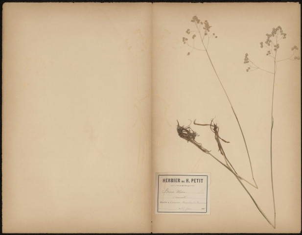Briza media - Amourette, plante prélevée à Amiens (Somme, France), près de la briqueterie de Renancourt, 25 juin 1888