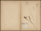Briza media - Amourette, plante prélevée à Amiens (Somme, France), près de la briqueterie de Renancourt, 25 juin 1888