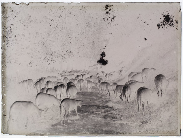 Troupeau de moutons à - Villers-Bocage - juin 1908