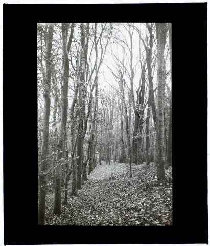 Sous-bois à Guyencourt - novembre 1911