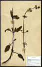 Scrofularia aquatica, famille des Scofulariacées, plante prélevée à Boves (Somme, France), à l'étang Saint-Ladre, en juin 1969