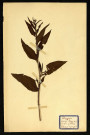 Rumex Pulcher L (Rumex élégant R), famille des Polygonacées, plante prélevée à Dromesnil (Chemin), 4 juin 1938