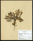 Erodium Maritimum, famille des Geraniacées, plante prélevée au Crotoy (Somme, France), près de La Maye, en juin 1969