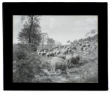 Moutons bois de Cagny - juillet 1910