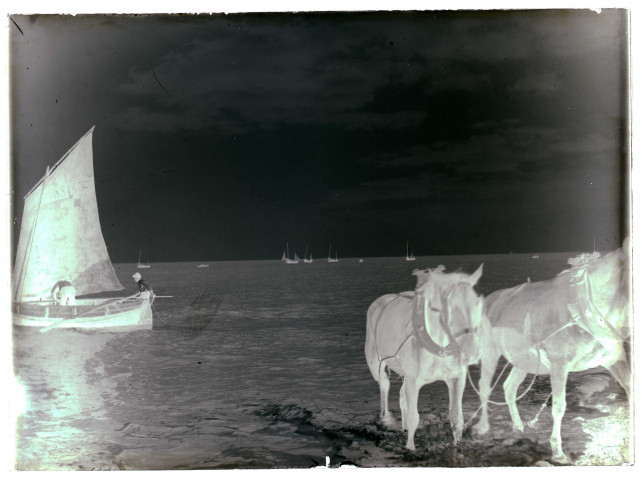 Cayeux-sur-Mer. Chevaux tirant un bateau de pêche hors de l'eau