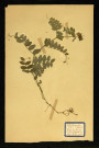 Vicia sepium L (Vicia des haies), famille des Papilionacées, plante prélevée à Dromesnil (Bois), 21 juin 1938