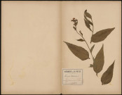Hesperis Matronalis, plante prélevée à Querrieux (Somme, France), derrière un jardin, 10 juillet 1888