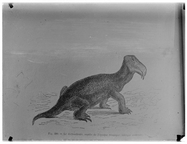 Fig. 280. - Le dicynodonte, reptile de l'époque triasique (Afrique australe)