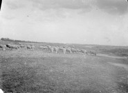 Paysage rural. Un troupeau de moutons dans une prairie du littoral picard