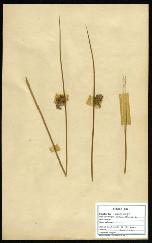 Juncus Effusus, famille des Cypéracées, plante prélevée à Sorrus (Pas-de-Calais), dans la lande à ulex, en juin 1969