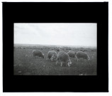 Moutons environs de Boves - 1911