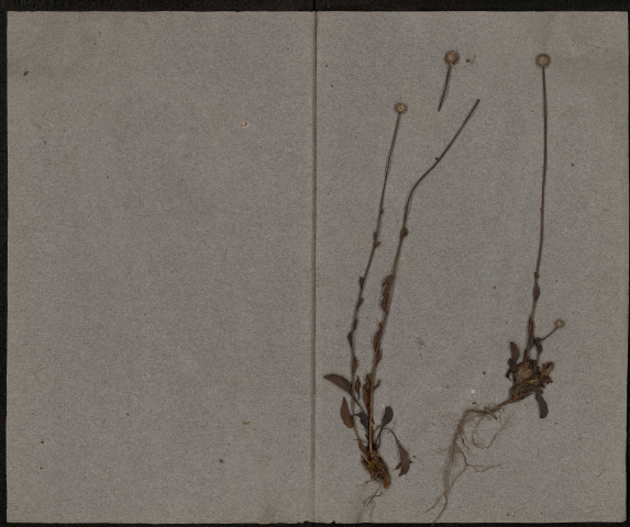 Clematis Vitalba, plante prélevée à Quevauvillers (Somme, France), dans le Bois de Quevauvillers, août 1885