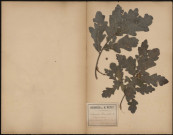 Quercus Pedunculata - Chêne commun, plante prélevée à Ennemain (Somme, France), dans le bois de la Chapelle , 16 août 1888