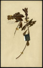 Euphorbia sylvatica L. (Euphorbe des bois), famille des Euphorbiacées, plante prélevée [à localiser], zone de récolte non précisée, en 1969