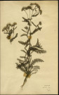 Achillea sp., Achillée, famille des Composées, plante prélevée à Amiens (Somme, France), zone de récolte non précisée, en août 1969