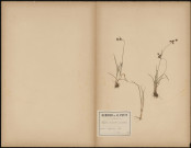 Luzula Campestris, plante prélevée à Querrieux (Somme, France), dans le bois, 6 mai 1889