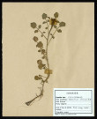 Nasturtium Officinale R. Br, famille des Cruciperacées, plante prélevée à La Chaussée-Tirancourt (Somme, France), au Camp César, en mai 1969