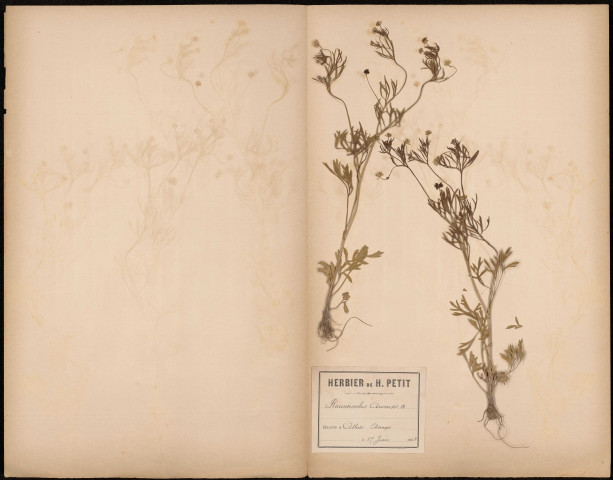 Ranunculus Arvensis, plante prélevée à Athies (Somme, France), dans les champs, 15 juin 1888