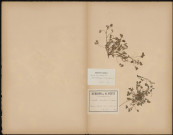 Oxalis Corniculata (L. Sp.) 1 et 2, plante prélevée à Estouilly (Somme, France), dans le bois près de Ham, 25 juin 1889