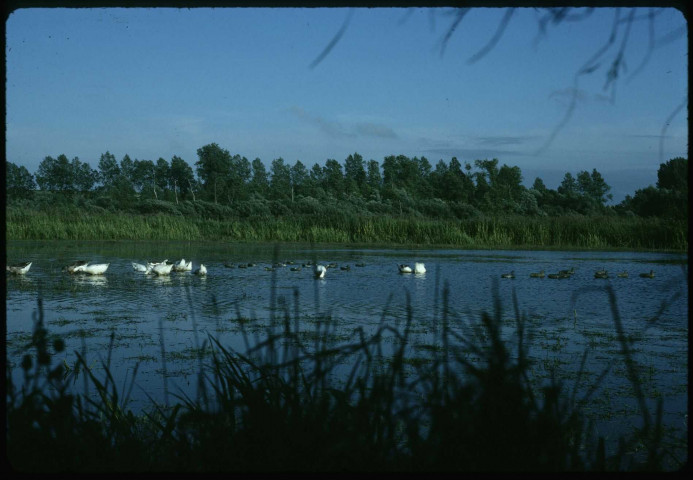 [Oies et canards]