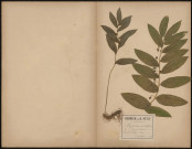 Polygonatum multiflorum - Sceau de Salomon, plante prélevée à Ailly-sur-Somme (Somme, France), dans le bois, 15 mai 1888