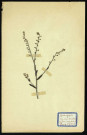 Myosotis intermedia link. (Myosotis intermédiaire), famille des Borraginacées, plante prélevée à Dromesnil (Champ), 24 juin 1938