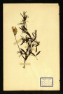 Lathyrus pratensis L. (Gesse des Près), famille des Papilionacées, plante prélevée à Dromesnil (Chemin), 21 juin 1938