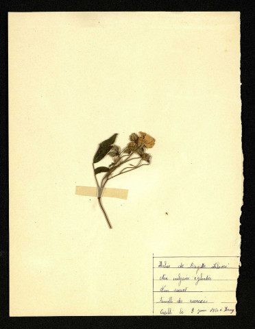 Rosa arvensis (Eglantier), famille des Rosacées, plante prélevée à Hornoy, 2 mai 1938