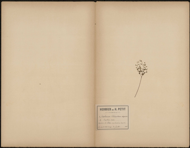 Asplenium Adianthum nigrum - Capillaire noire, plante prélevée à Amiens (Somme, France), à La Hotoie sous le pont par lequel on entre chez M. Sibut boulanger, 31 juillet 1888