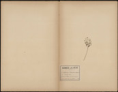 Asplenium Adianthum nigrum - Capillaire noire, plante prélevée à Amiens (Somme, France), à La Hotoie sous le pont par lequel on entre chez M. Sibut boulanger, 31 juillet 1888