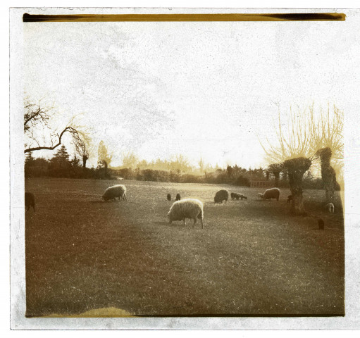 Saules têtards et moutons dans la campagne samarienne