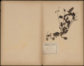 Ajuga Reptans - Bugle officinal, plante prélevée à Athies (Somme, France), dans les prairies de la Fabrique, 8 juin 1888