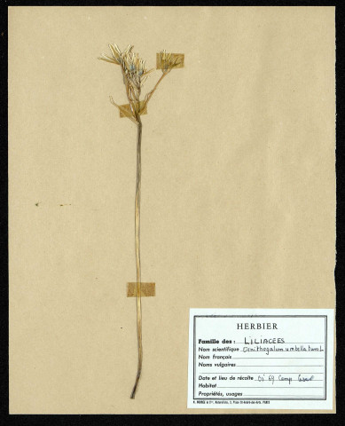 Ornithogalum Umbellatum, famille des Liliacées, plante prélevée à La Chaussée-Tirancourt (Somme, France), au Camp César, en mai 1969