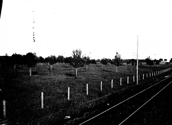 Un verger planté au bord d''une ligne de chemin de fer