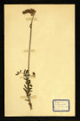 Onobrichis Sativa Tatum (Sainfoin cultivé), famille des Papilionacées Viciées, plante prélevée à Dromesnil (Champ), 6 juin 1938