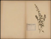 Blitum Virgatum, plante prélevée à Hermes (Oise, France), n.c., 20 juillet 1888