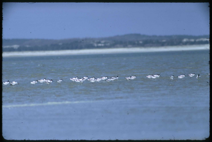 [Avocettes]