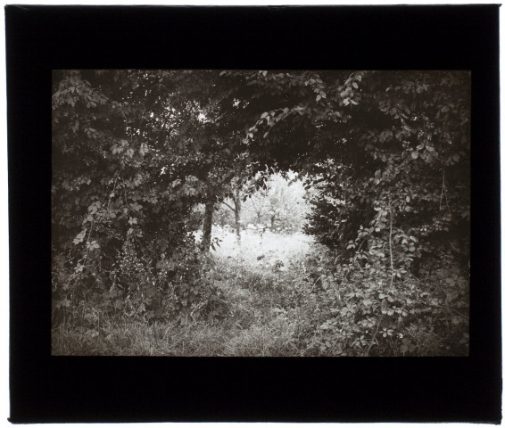 Villers-Bocage - sous-bois - août 1913